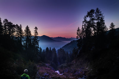 Silhouette trees in forest against sky during sunset