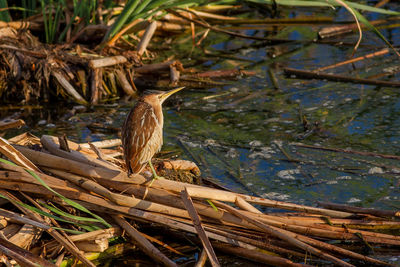 High angle view of birds in lake