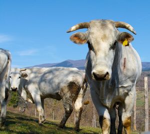 Cows standing in a field