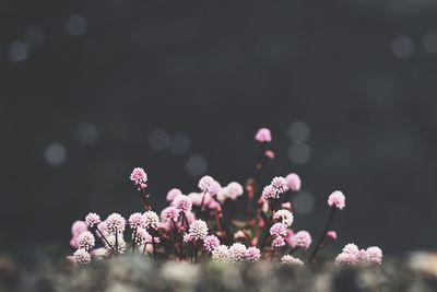 Close-up of pink flower