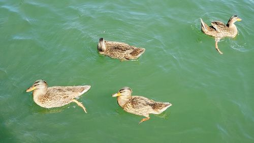 High angle view of ducks swimming in lake