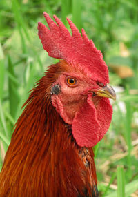 Close-up of rooster