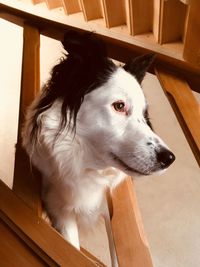 High angle view of dog looking away