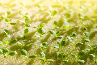 Full frame shot of fresh green plants