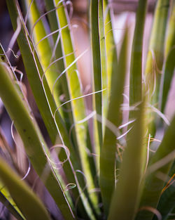 Close-up of cactus