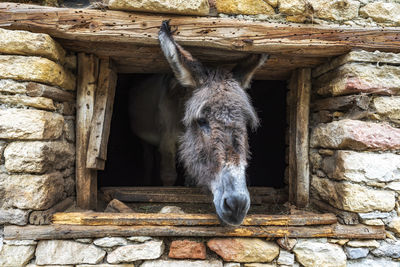 View of an animal representation