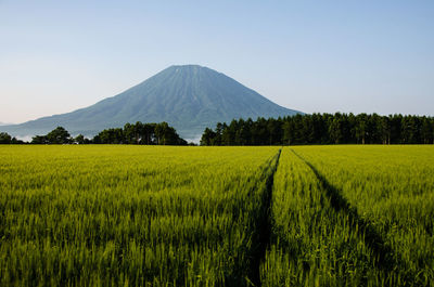 Scenic view of agricultural field against clear sky