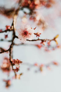 Close-up of pink cherry blossoms in spring