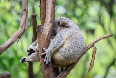 View of an animal sleeping on branch