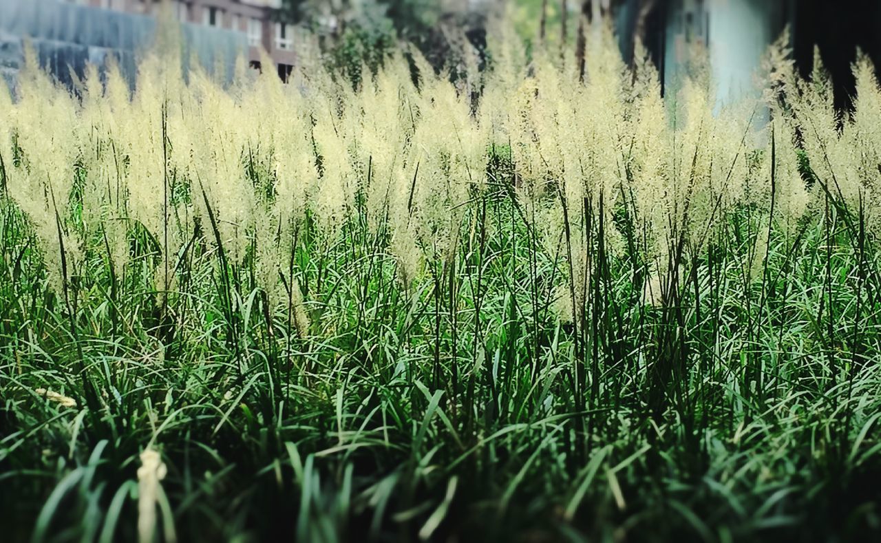 growth, selective focus, water, grass, plant, green color, drop, close-up, nature, wet, field, focus on foreground, beauty in nature, full frame, backgrounds, no people, day, outdoors, rain, blade of grass