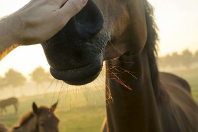 Close-up of hand feeding horse