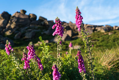 Close-up of pink flowering plants on field against sky