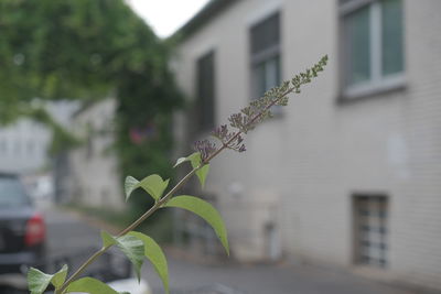 Close-up of plant against building