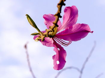 Close-up of pink flower blooming on tree against sky