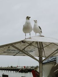 Low angle view of seagulls perching on shore against sky