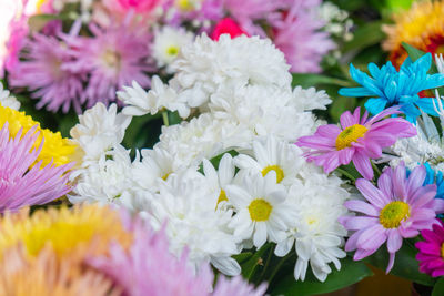 Close-up of white flowering plants