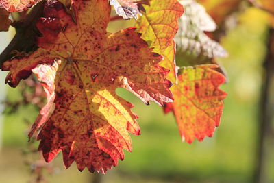 Close-up of maple leaves during autumn