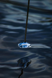 Close-up of water drop