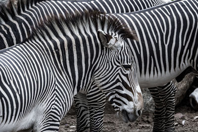 Zebras standing