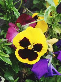 Close-up of yellow flowers blooming outdoors