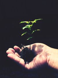 Close-up of hand holding leaf over black background