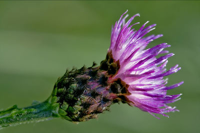 Close-up of purple pollinating flower