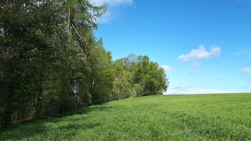 Trees on field against sky