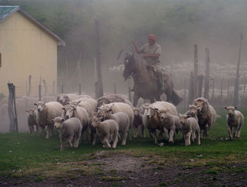 Horses on field