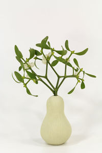 Close-up of plant on table against white background