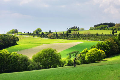 Scenic view of grassy field against sky