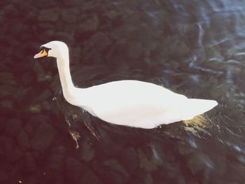 High angle view of swan swimming in lake