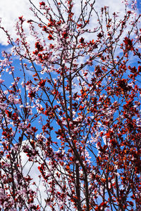 Low angle view of cherry blossoms against sky