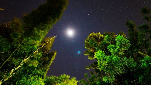 Low angle view of trees against sky at night