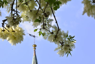 Low angle view of flowering plant against clear blue sky