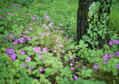 Close up of flowers in spring