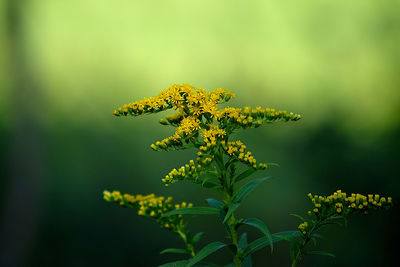 Close-up of yellow flowering plant