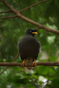 Close-up of bird perching on branch