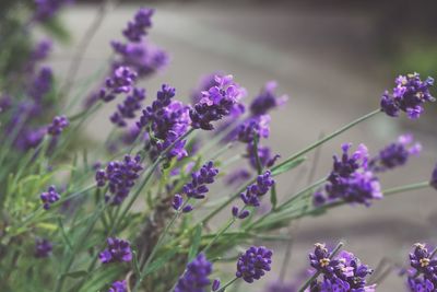 Close-up of purple flowering plants