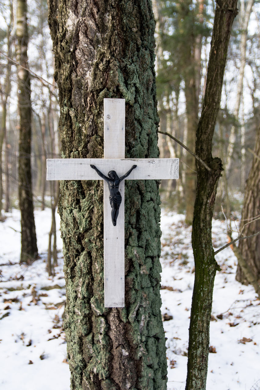 VIEW OF CROSS ON TREE IN FOREST