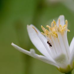 Close-up of bee pollinating flower