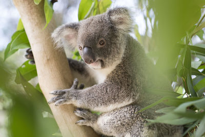 Koala on tree