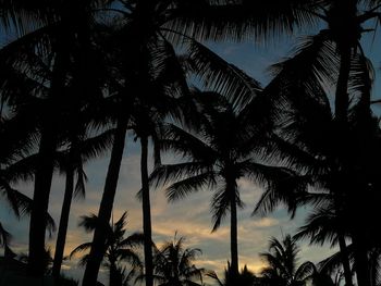 Low angle view of silhouette palm trees against sky