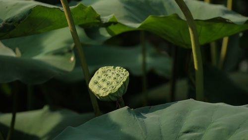 Lotus seed pod