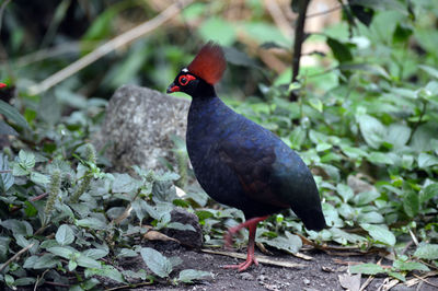 Close-up of a partridge on land