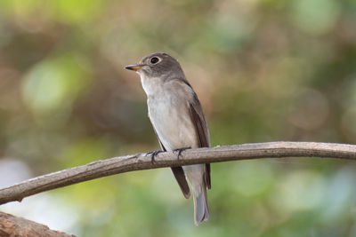 Close-up of bird perching on branch