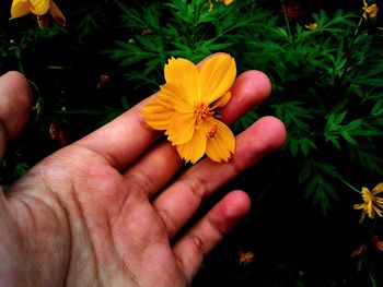 Close-up of cropped hand holding yellow flower