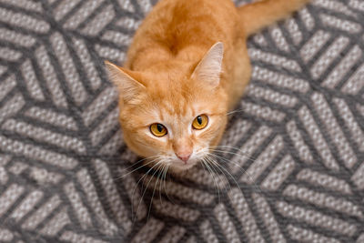 Close-up portrait of a cat