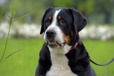 Close-up portrait of a dog looking away