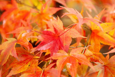 Full frame shot of yellow leaves