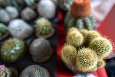 Close-up of cactus growing in market